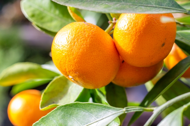 温室のウンシュウミカン