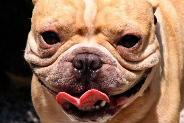 ブルドック顔
