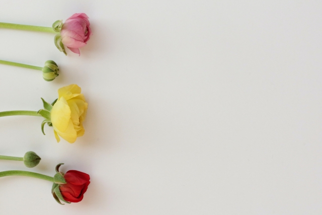 ラナンキュラス