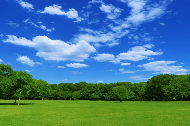  夏の芝生と青空と雲と緑の木々