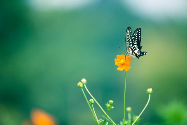  黄色い花と蝶々