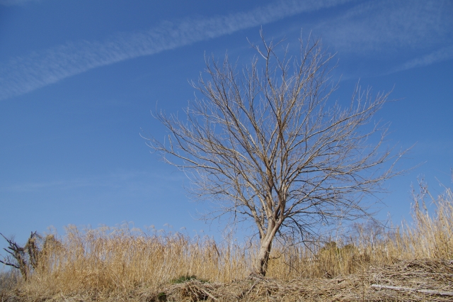 葉が落ちた木
