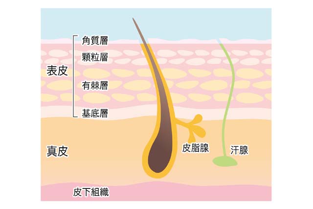 毛穴の構造
